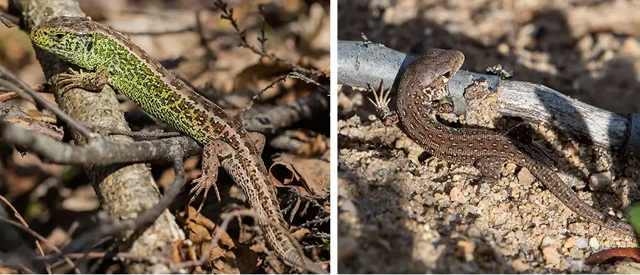 hietasisilisko poikanen ja sisilisko koiras