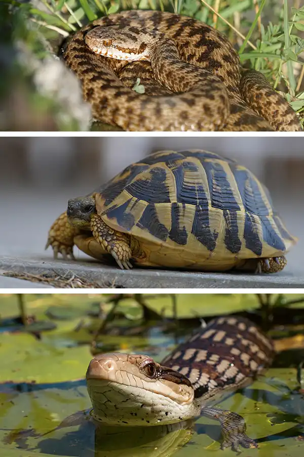 Kyy, kilpikonna ja sinkieliskinkki